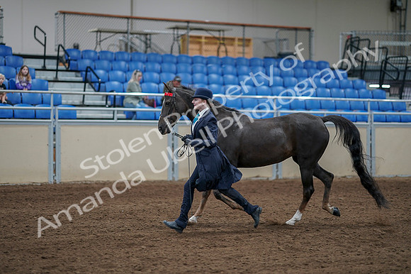 2020 - AB Morgan Horse - Fri, Sept 04 - 00675