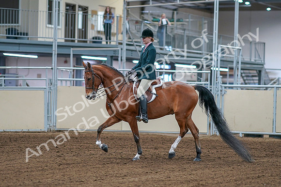 2020 - AB Morgan Horse - Fri, Sept 04 - 01538