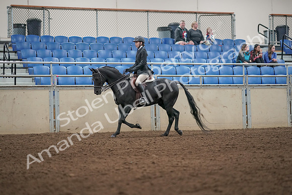 2019 Morgan Horse Show - Aug 31, 2019 - 04912