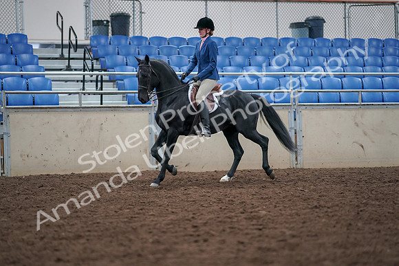 2019 Morgan Horse Show - Aug 30, 2019 - 18344