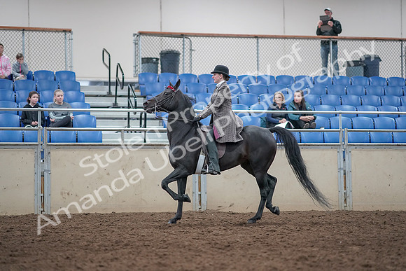 2019 Morgan Horse Show - Aug 31, 2019 - 09315