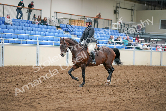 2020 - AB Morgan Horse - Sat, Sept 05 - 14290