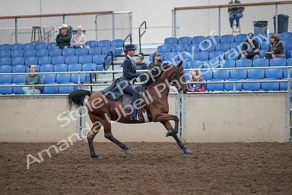 2019 Morgan Horse Show - Aug 31, 2019 - 09699