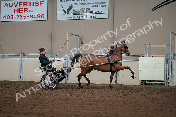 2019 Morgan Horse Show - Aug 30, 2019 - 13437