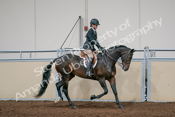 2020 - AB Morgan Horse - Sun, Sept 06 - 08084