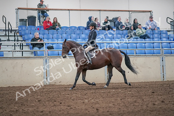 2019 Morgan Horse Show - Aug 31, 2019 - 19423