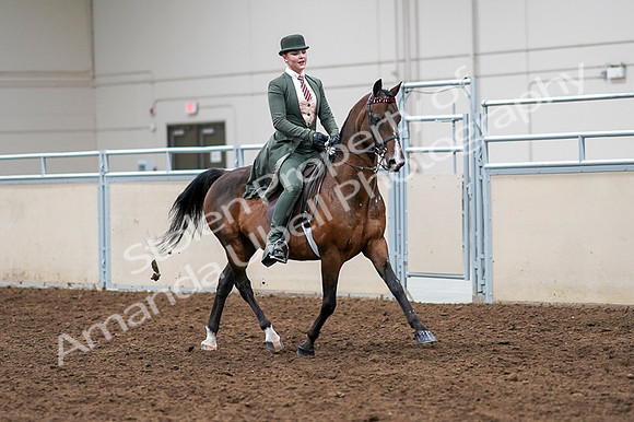 2020 - AB Morgan Horse - Fri, Sept 04 - 03408