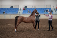 2019 Morgan Horse Show - Aug 31, 2019 - 01337