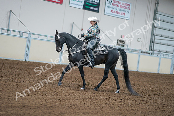 2020 - AB Morgan Horse - Fri, Sept 04 - 03595
