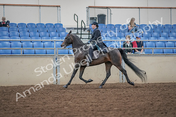 2019 Morgan Horse Show - Aug 30, 2019 - 15549