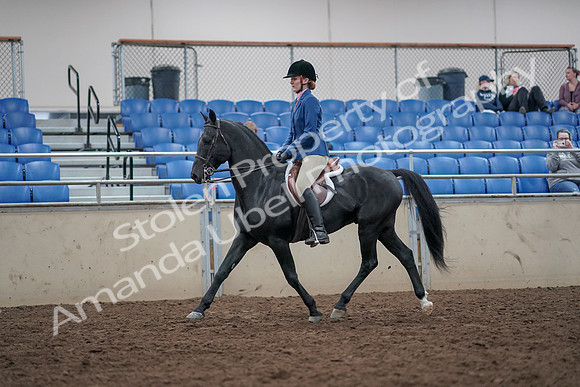 2019 Morgan Horse Show - Aug 31, 2019 - 16605