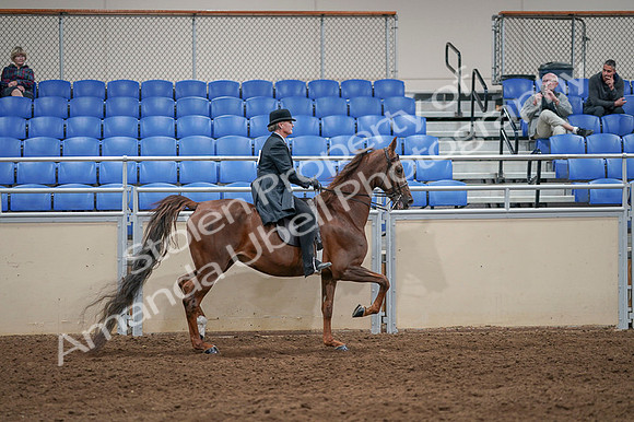 2020 - AB Morgan Horse - Fri, Sept 04 - 08052
