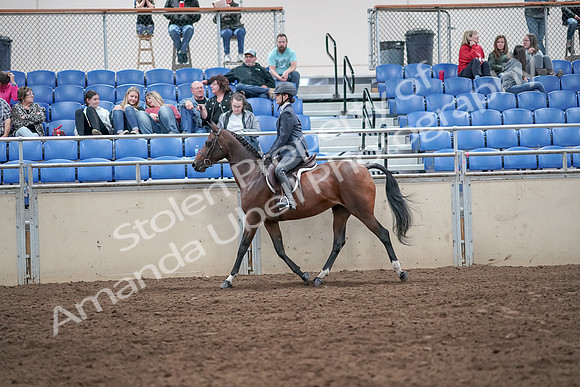 2019 Morgan Horse Show - Aug 31, 2019 - 21366