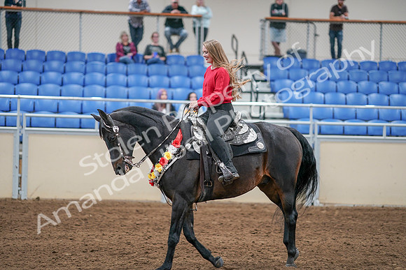 2020 - AB Morgan Horse - Sat, Sept 05 - 10462