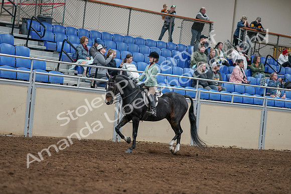 2020 - AB Morgan Horse - Sun, Sept 06 - 07793