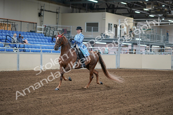 2020 - AB Morgan Horse - Sat, Sept 05 - 06119