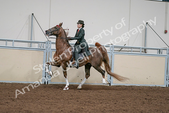 2020 - AB Morgan Horse - Sat, Sept 05 - 13043