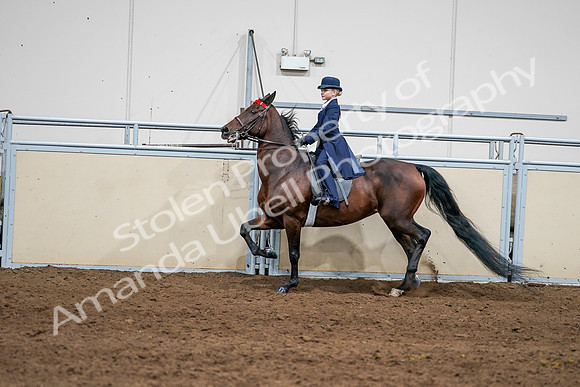 2020 - AB Morgan Horse - Sun, Sept 06 - 08152