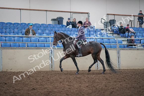 2019 Morgan Horse Show - Aug 31, 2019 - 14790