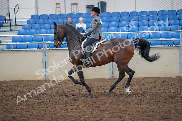 2019 Morgan Horse Show - Aug 30, 2019 - 20627