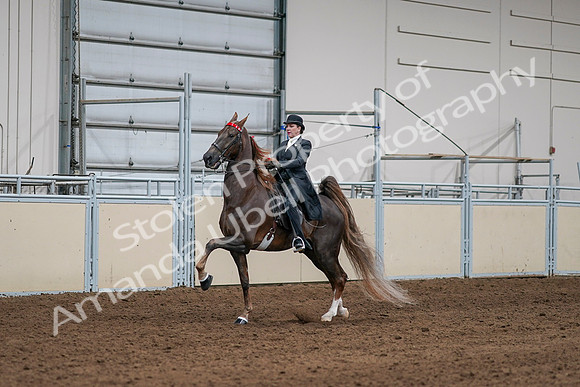 2020 - AB Morgan Horse - Sat, Sept 05 - 13090