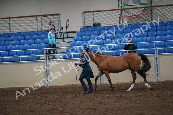 2020 - AB Morgan Horse - Fri, Sept 04 - 00948