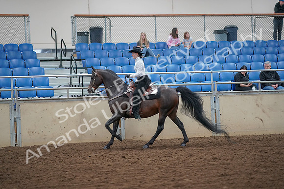 2019 Morgan Horse Show - Aug 30, 2019 - 16866