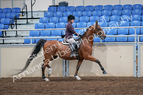 2020 - AB Morgan Horse - Sat, Sept 05 - 03230
