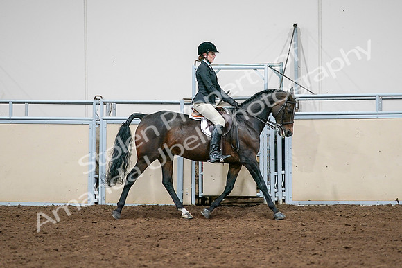 2020 - AB Morgan Horse - Sat, Sept 05 - 14571