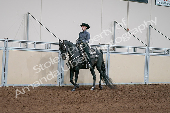 2020 - AB Morgan Horse - Fri, Sept 04 - 08515
