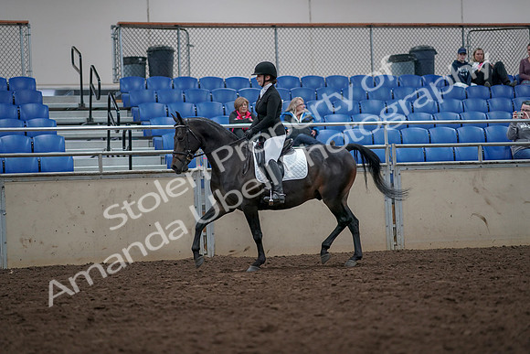 2019 Morgan Horse Show - Aug 31, 2019 - 16541