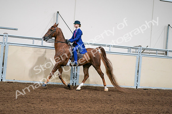 2020 - AB Morgan Horse - Fri, Sept 04 - 04970