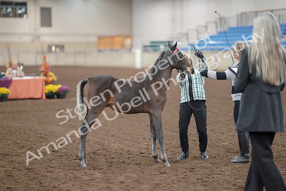 2019 Morgan Horse Show - Aug 30, 2019 - 24871
