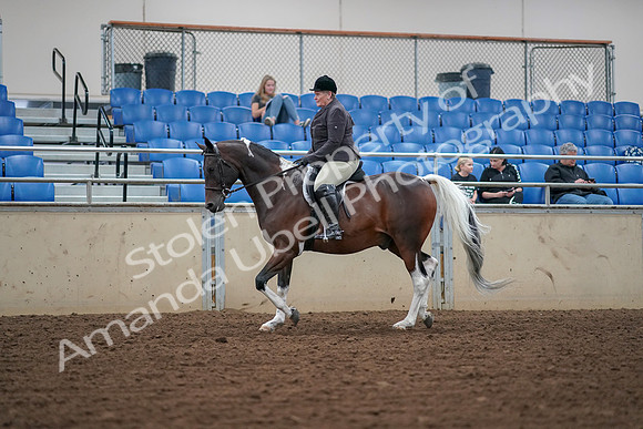 2019 Morgan Horse Show - Aug 30, 2019 - 16028