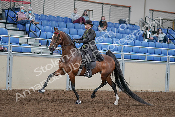 2020 - AB Morgan Horse - Fri, Sept 04 - 09533