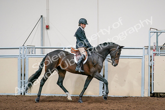 2020 - AB Morgan Horse - Sun, Sept 06 - 08088