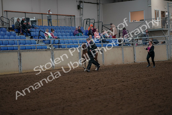 2019 Morgan Horse Show - Aug 30, 2019 - 24646