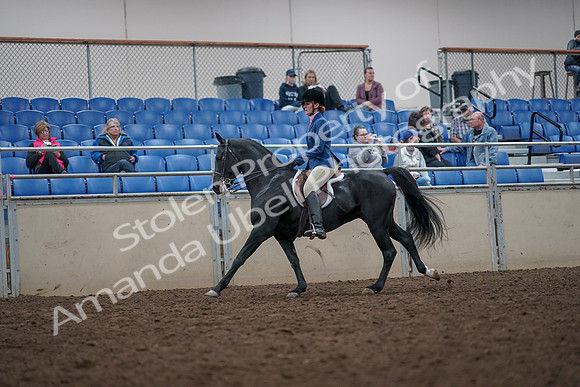 2019 Morgan Horse Show - Aug 31, 2019 - 16686