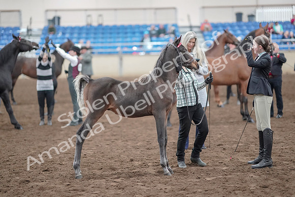 2019 Morgan Horse Show - Aug 31, 2019 - 03688