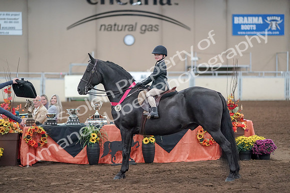 2019 Morgan Horse Show - Aug 31, 2019 - 19771
