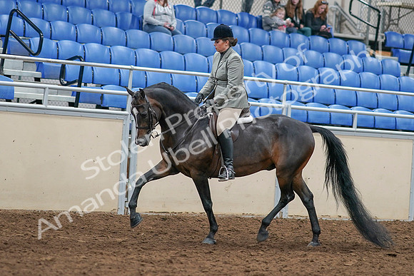 2020 - AB Morgan Horse - Sat, Sept 05 - 14322