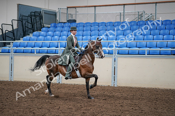 2020 - AB Morgan Horse - Fri, Sept 04 - 03429