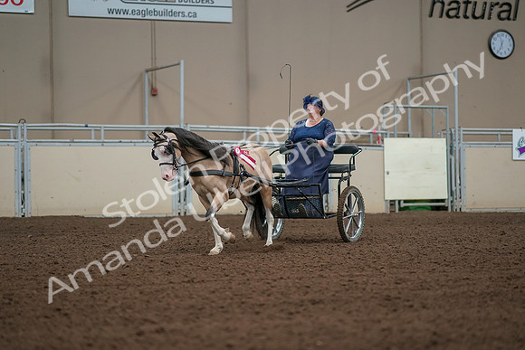 2019 Morgan Horse Show - Aug 31, 2019 - 04597