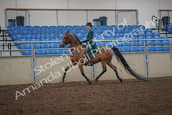 2019 Morgan Horse Show - Aug 30, 2019 - 27955