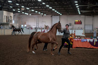 Class 071 - Morgan In Hand 5 & Over Geldings