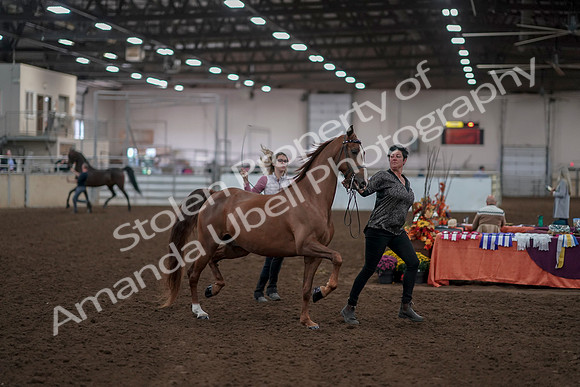 2019 Morgan Horse Show - Aug 31, 2019 - 01023