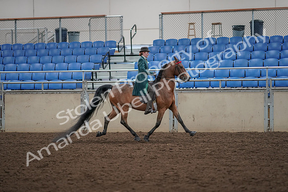 2019 Morgan Horse Show - Aug 30, 2019 - 28127
