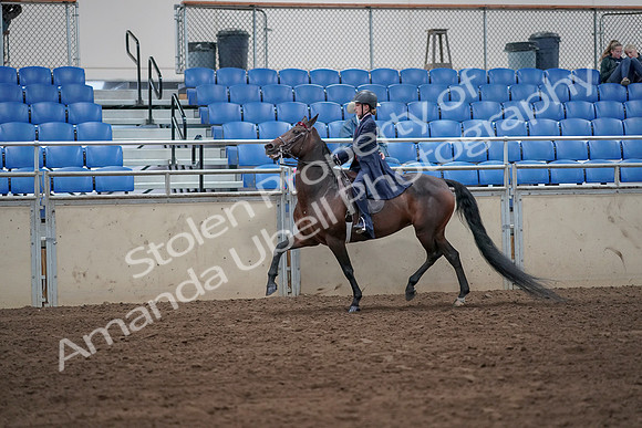 2019 Morgan Horse Show - Sept 01, 2019 - 12749