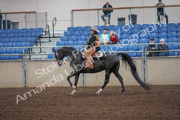 2019 Morgan Horse Show - Aug 31, 2019 - 06091