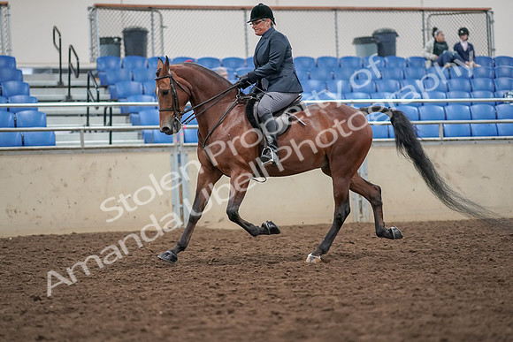 2019 Morgan Horse Show - Aug 30, 2019 - 20369